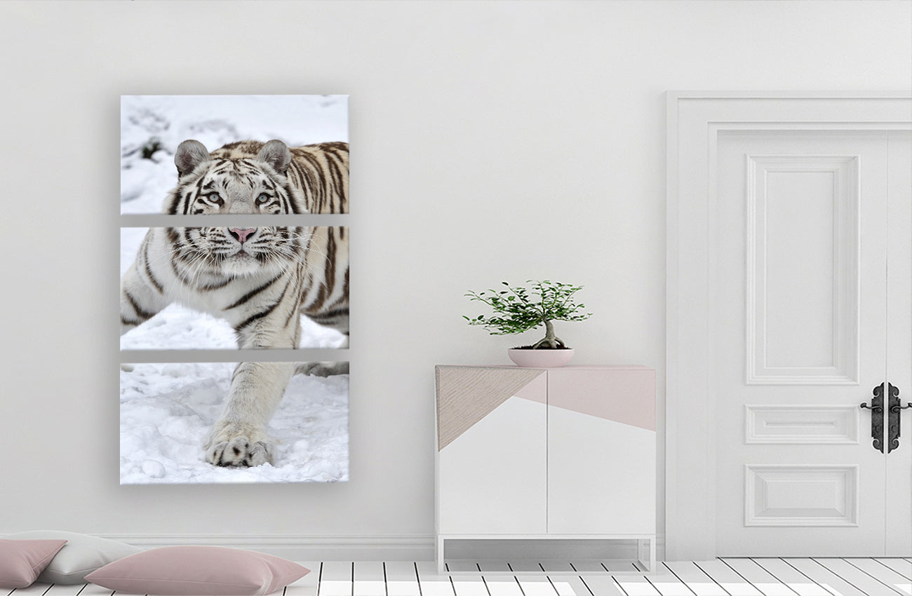 Albino snow tiger