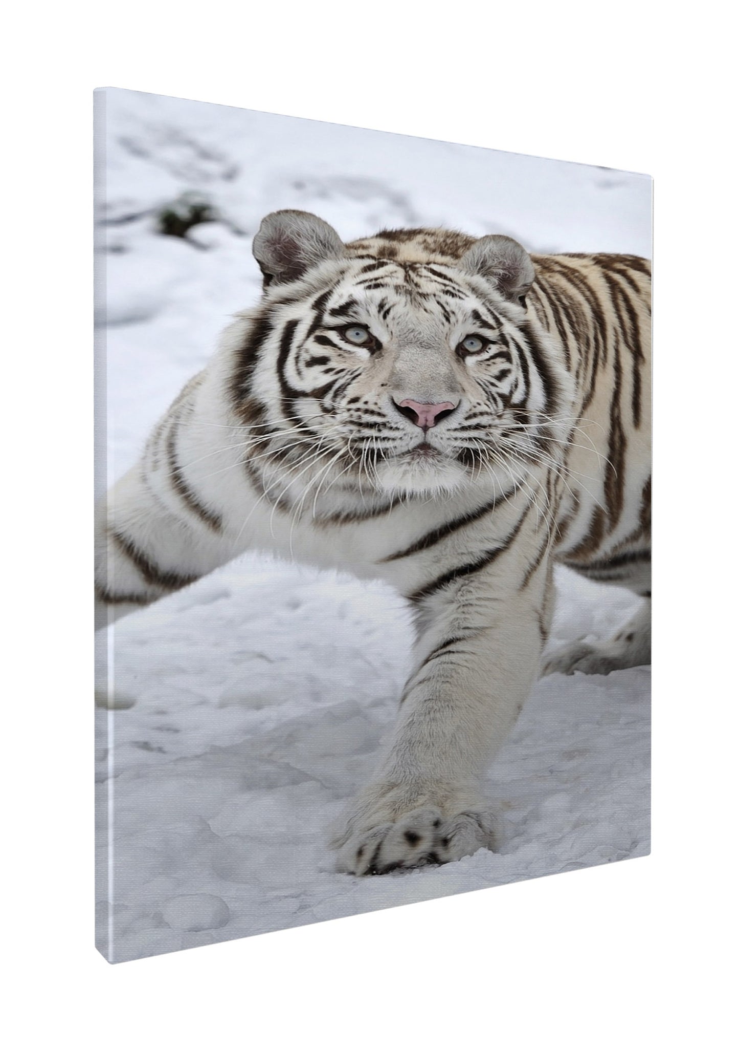 Albino snow tiger