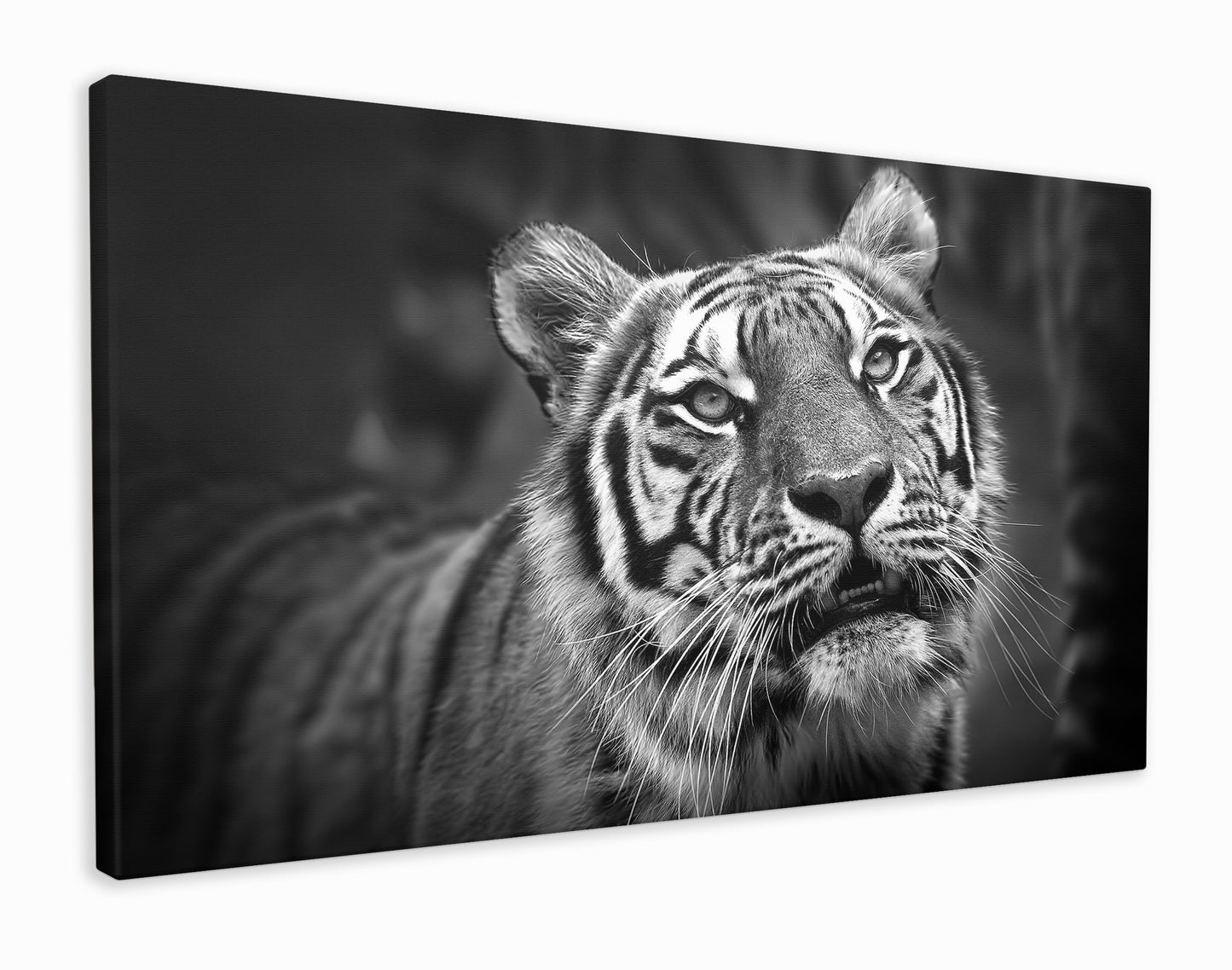 Black and white tiger