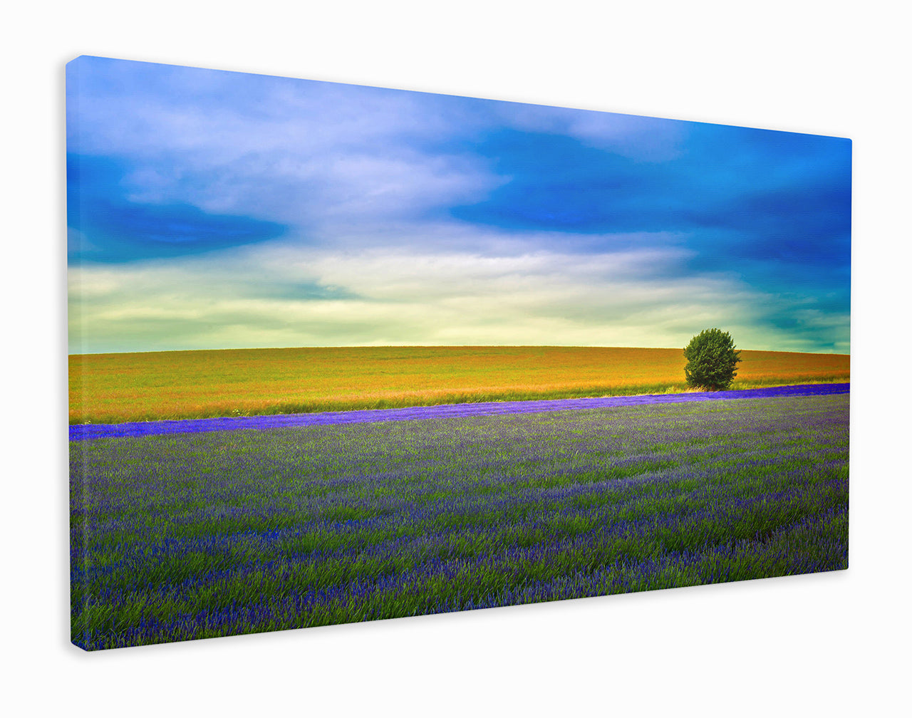 Lavender landscape