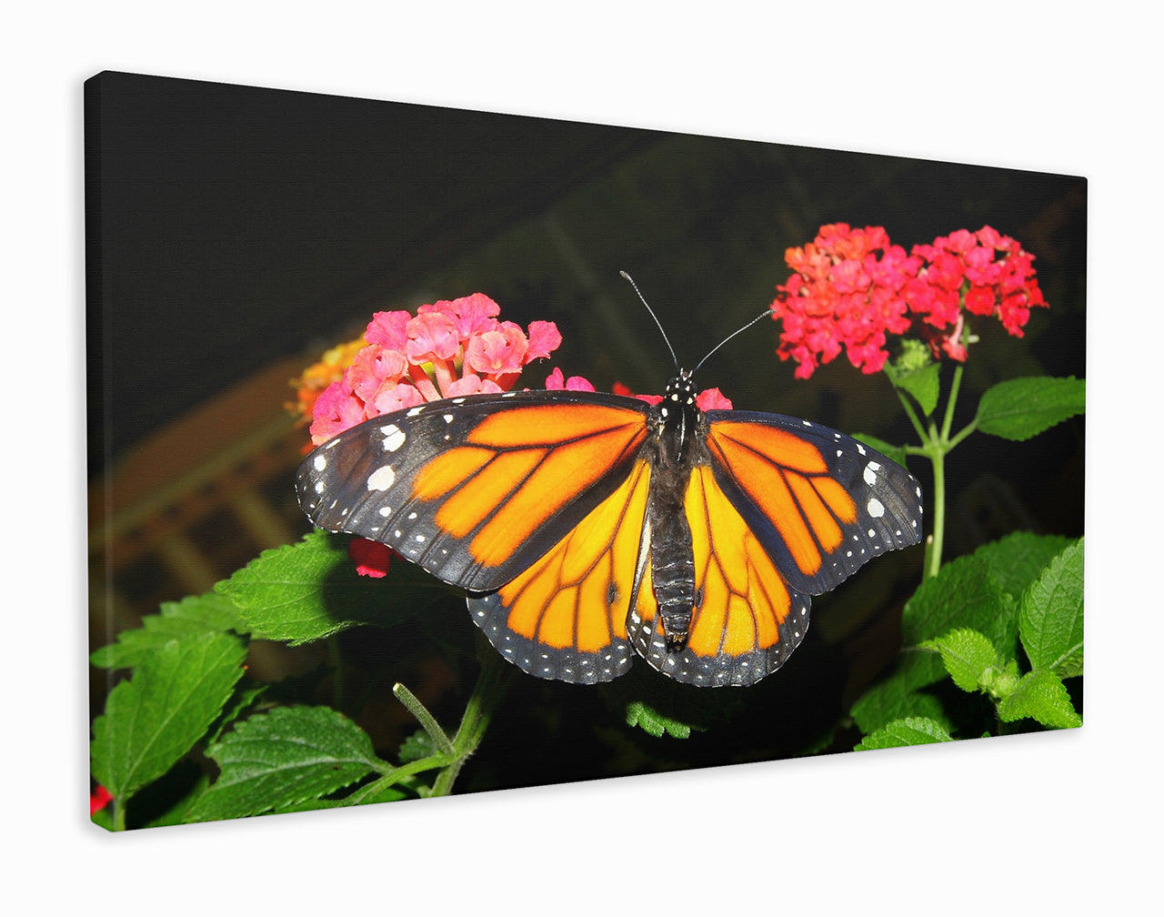 Butterfly on flowers