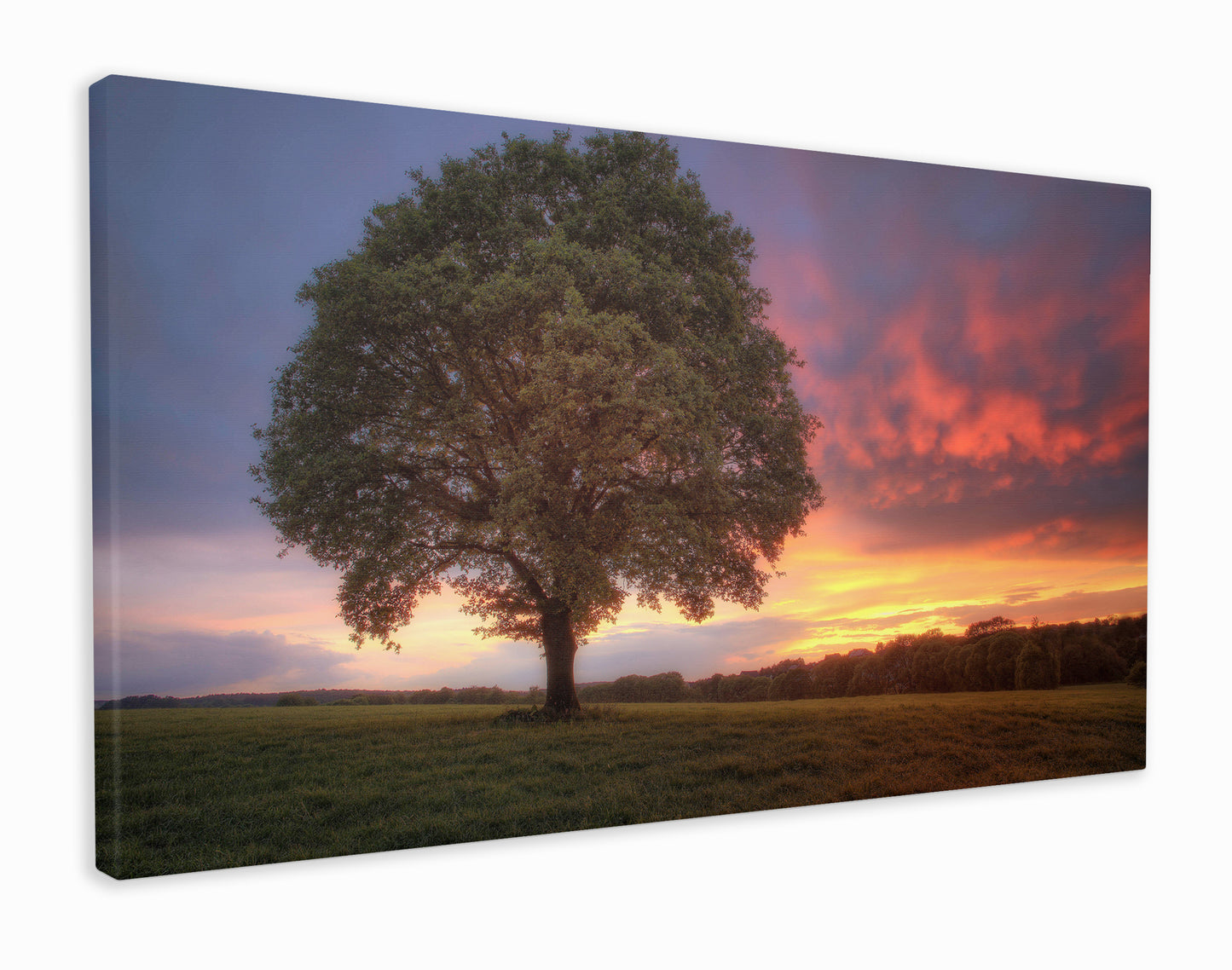 Tree in a field