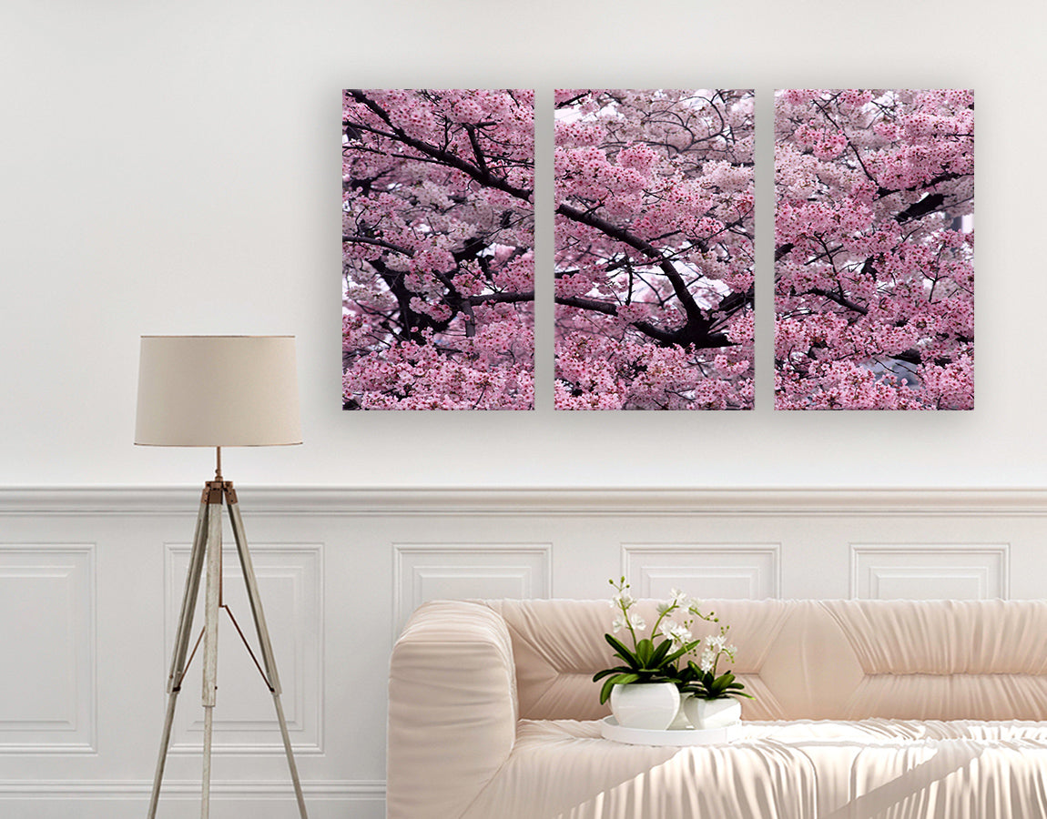 Cherry blossom