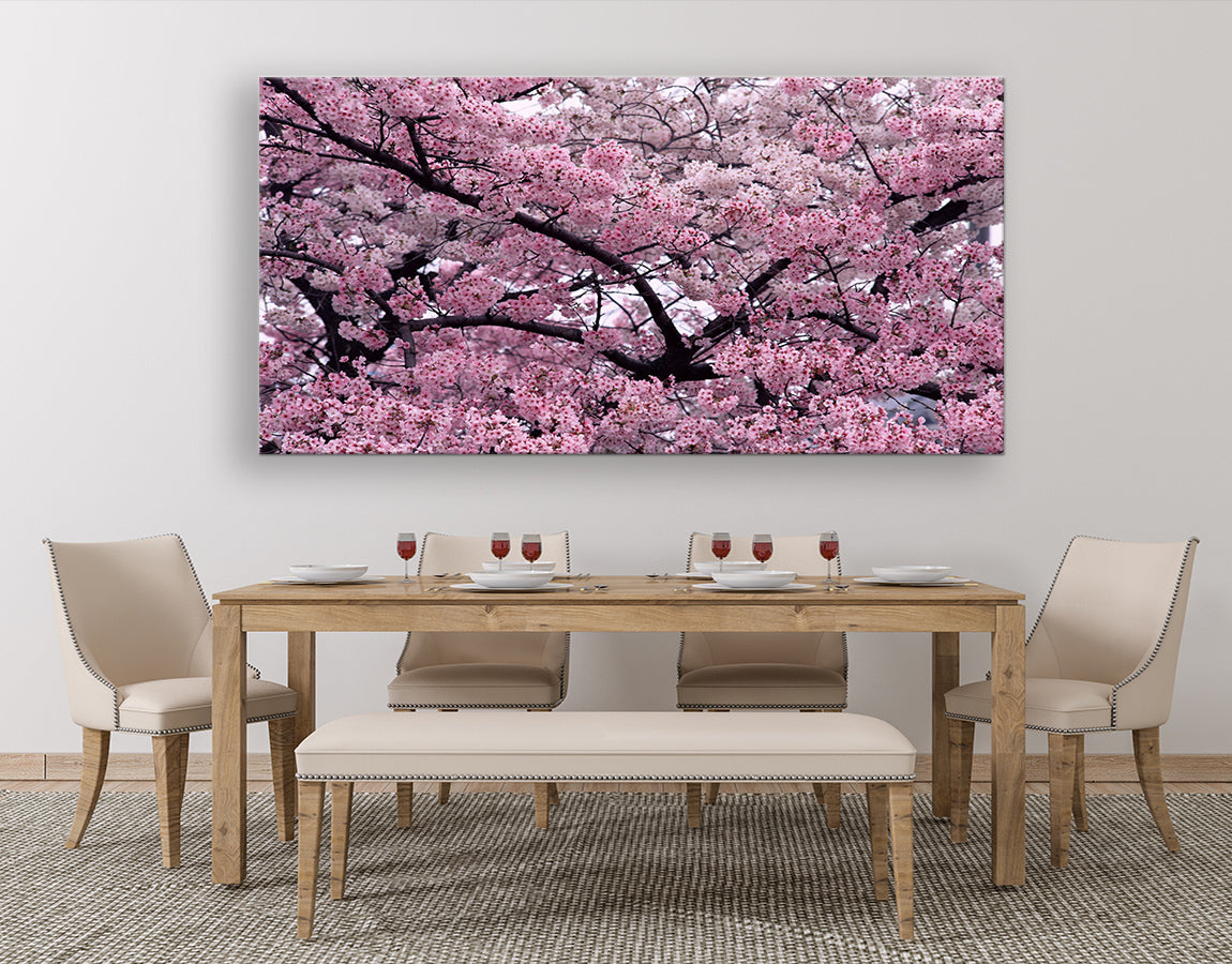 Cherry blossom