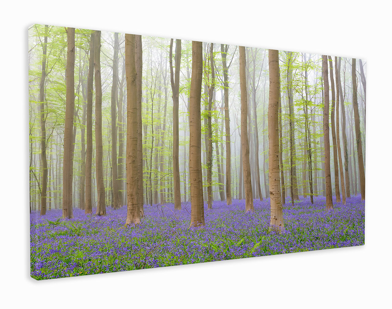 Bluebell forest