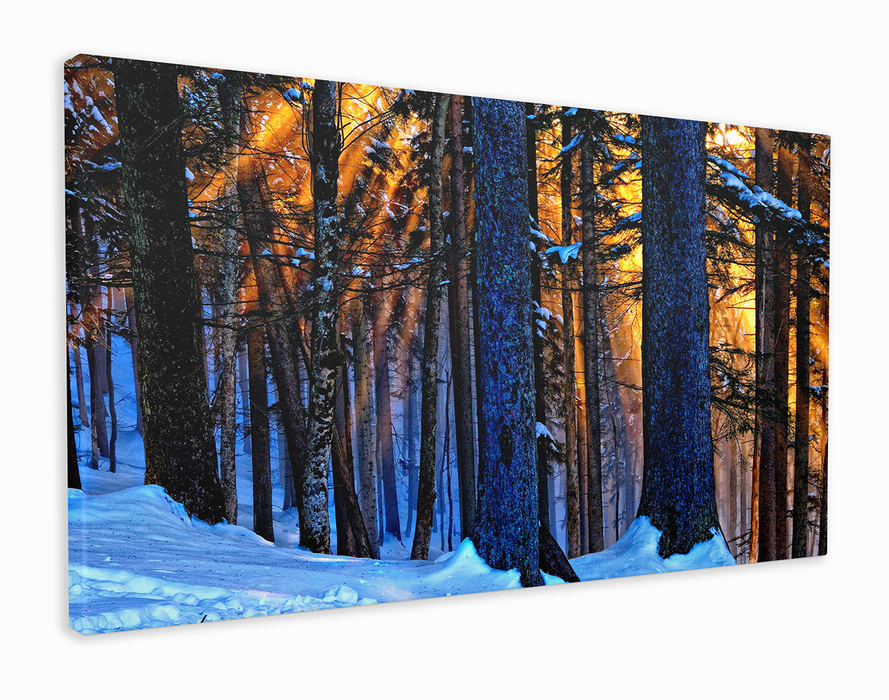 Snow forest sunset