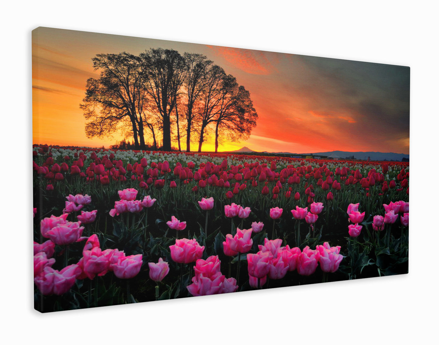 Sunset over tulips