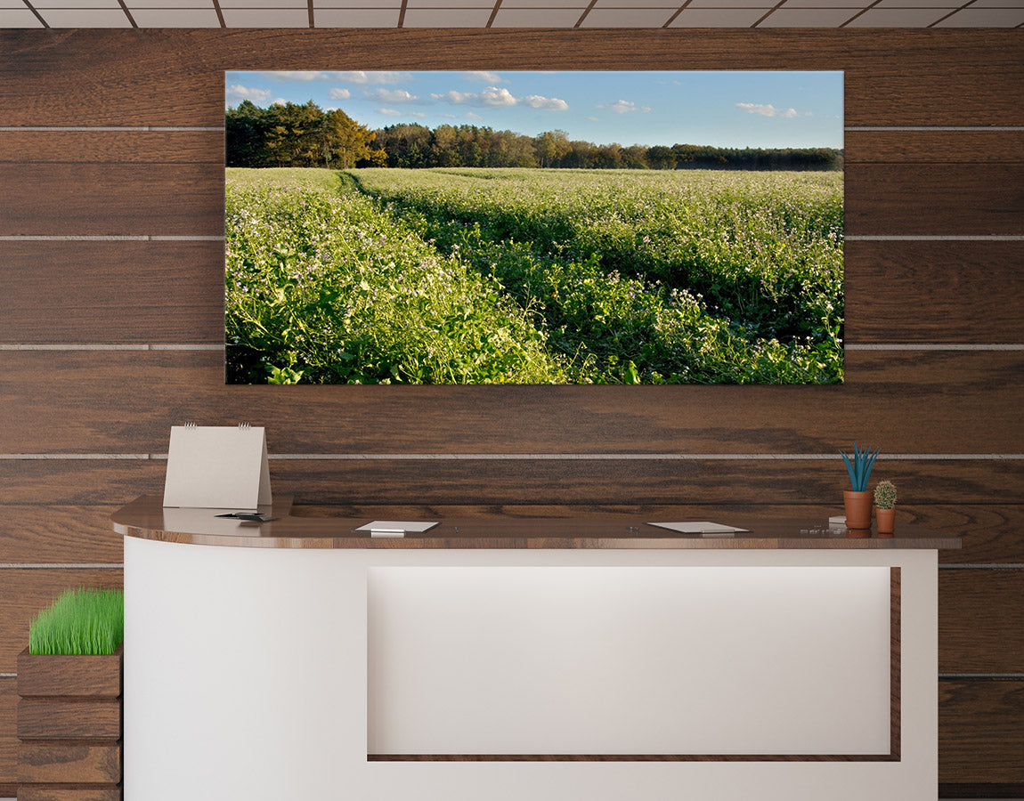 Grassy lavender field