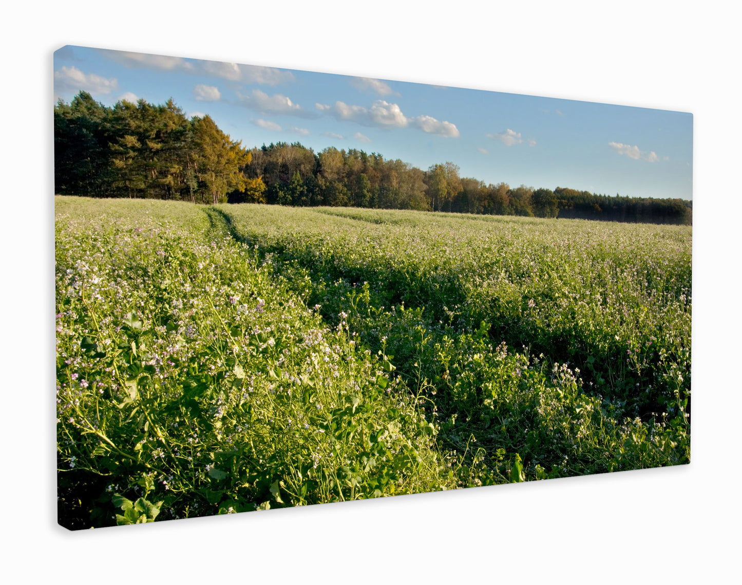 Grassy lavender field