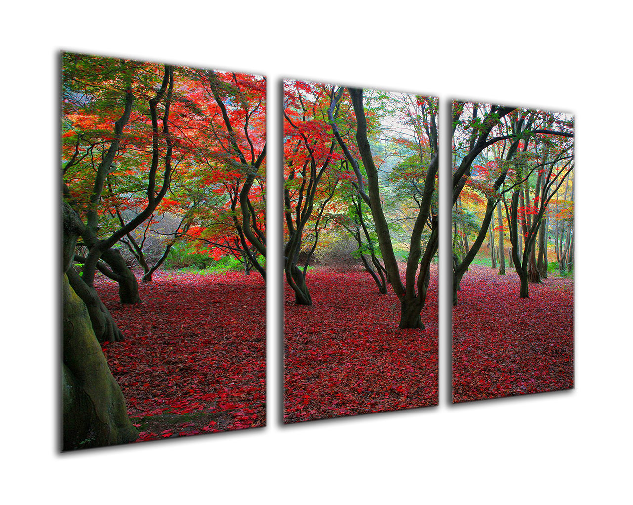 Red leaf forest