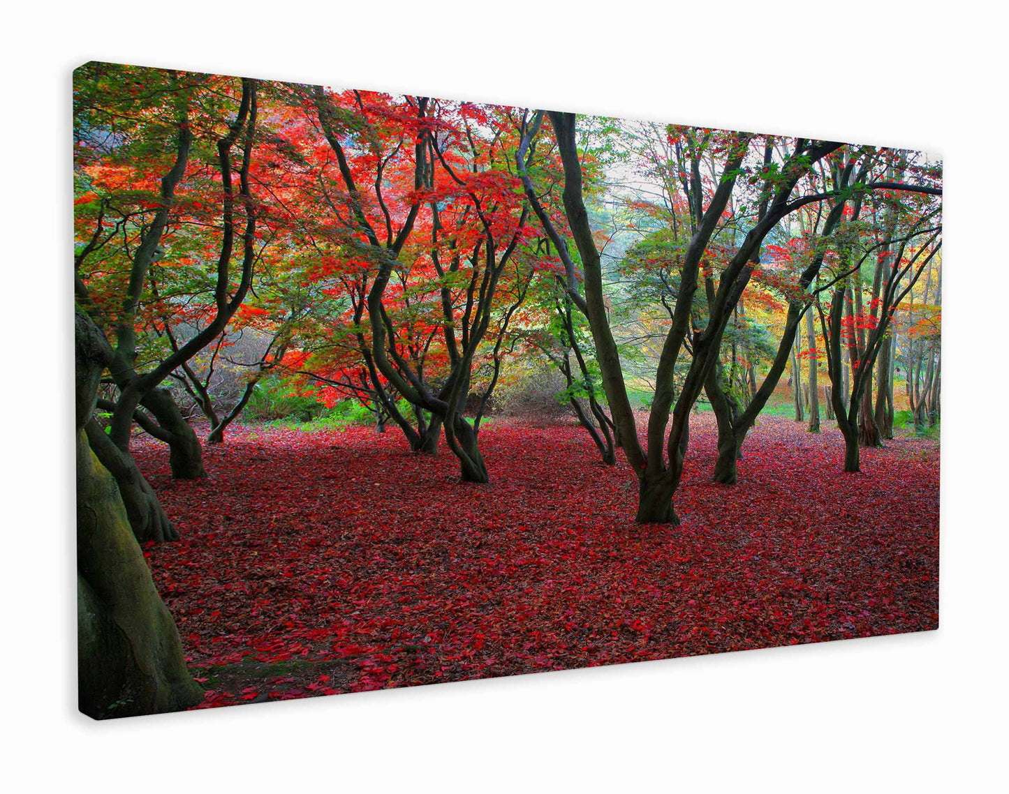 Red leaf forest