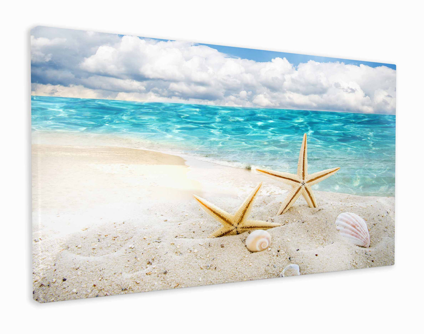 Starfish in beach