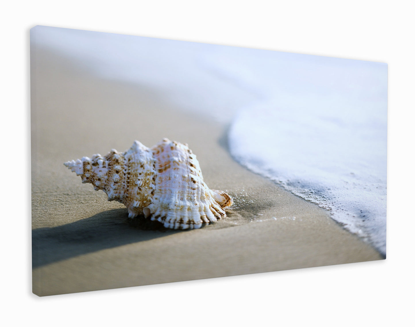 Shell on the beach