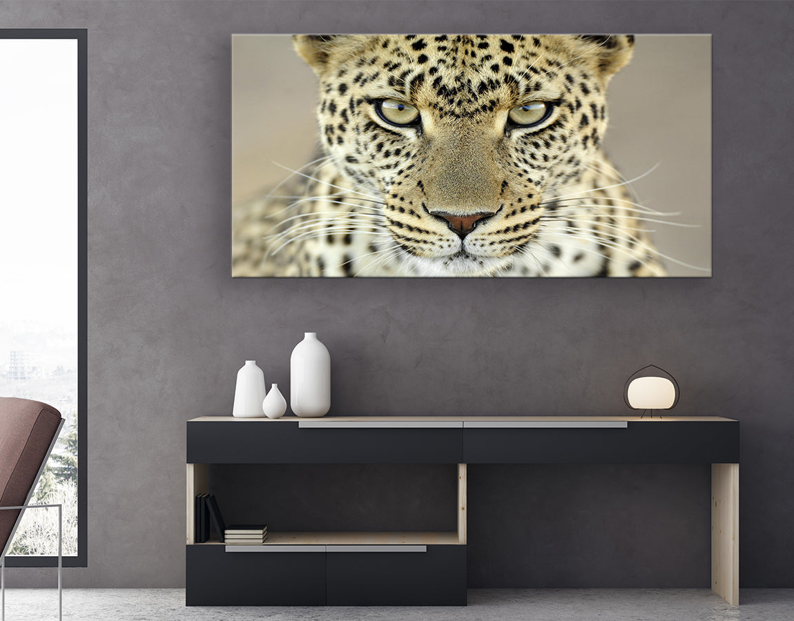 Magestic staring leopard