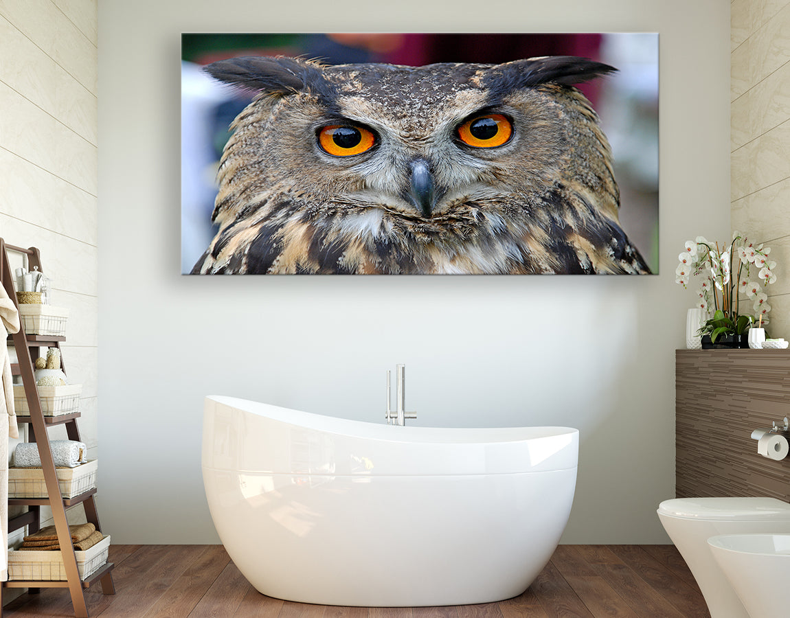 Amazing staring owl