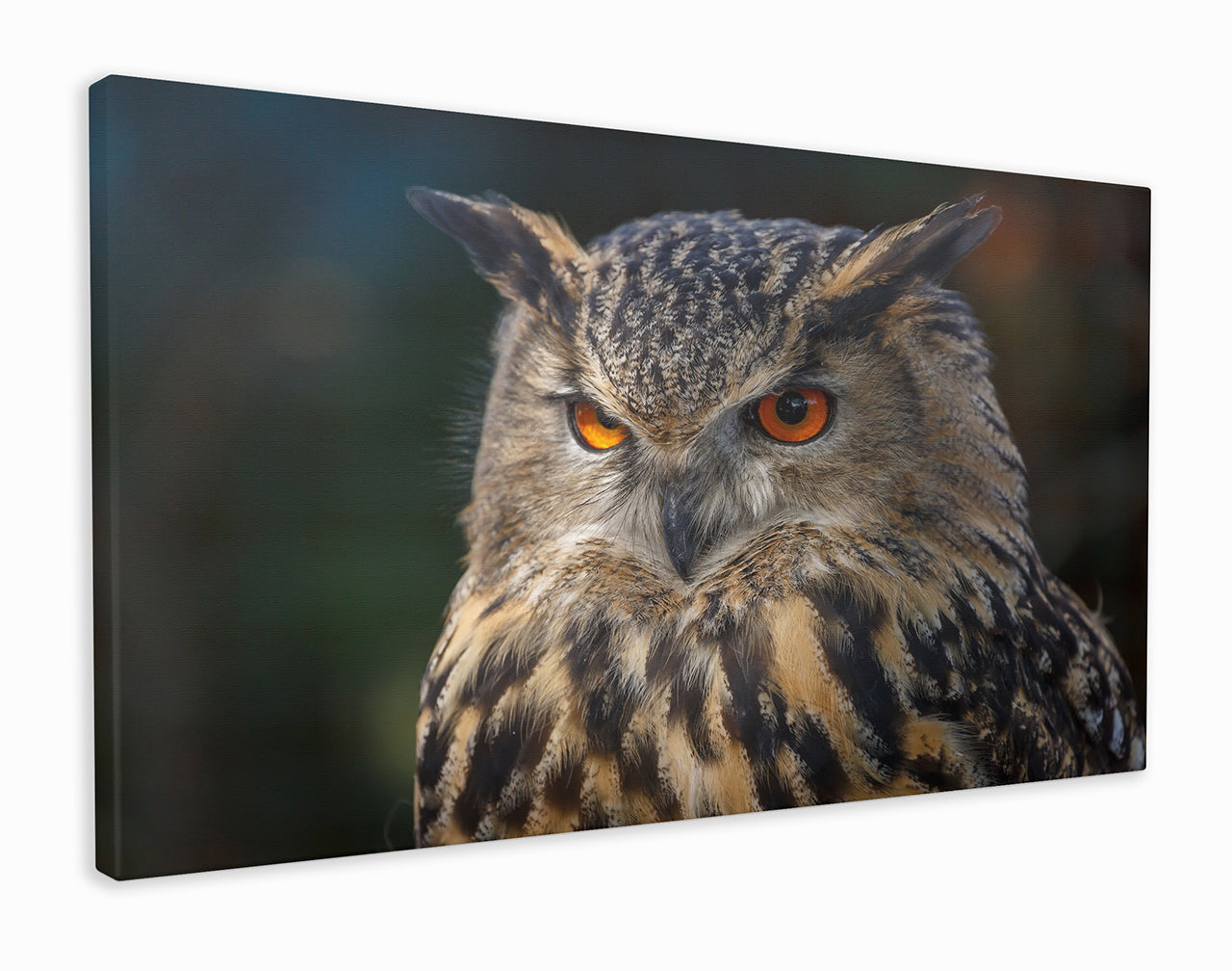 Angry owl