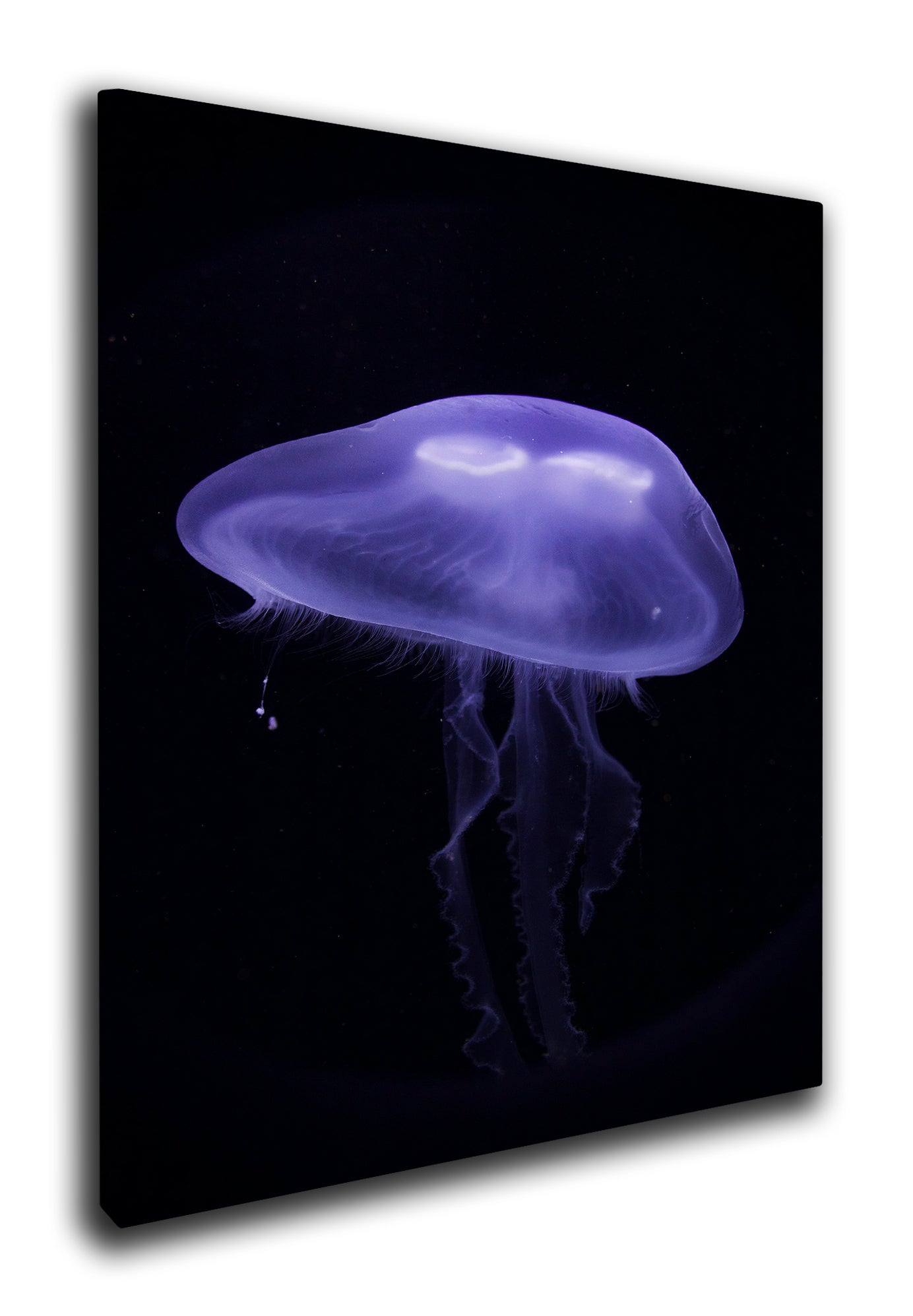 Lone jellyfish