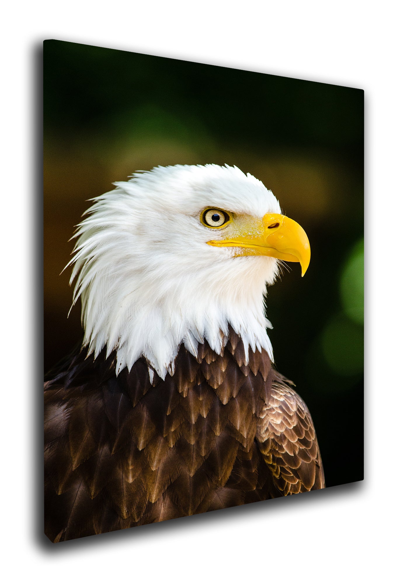 Bald eagle