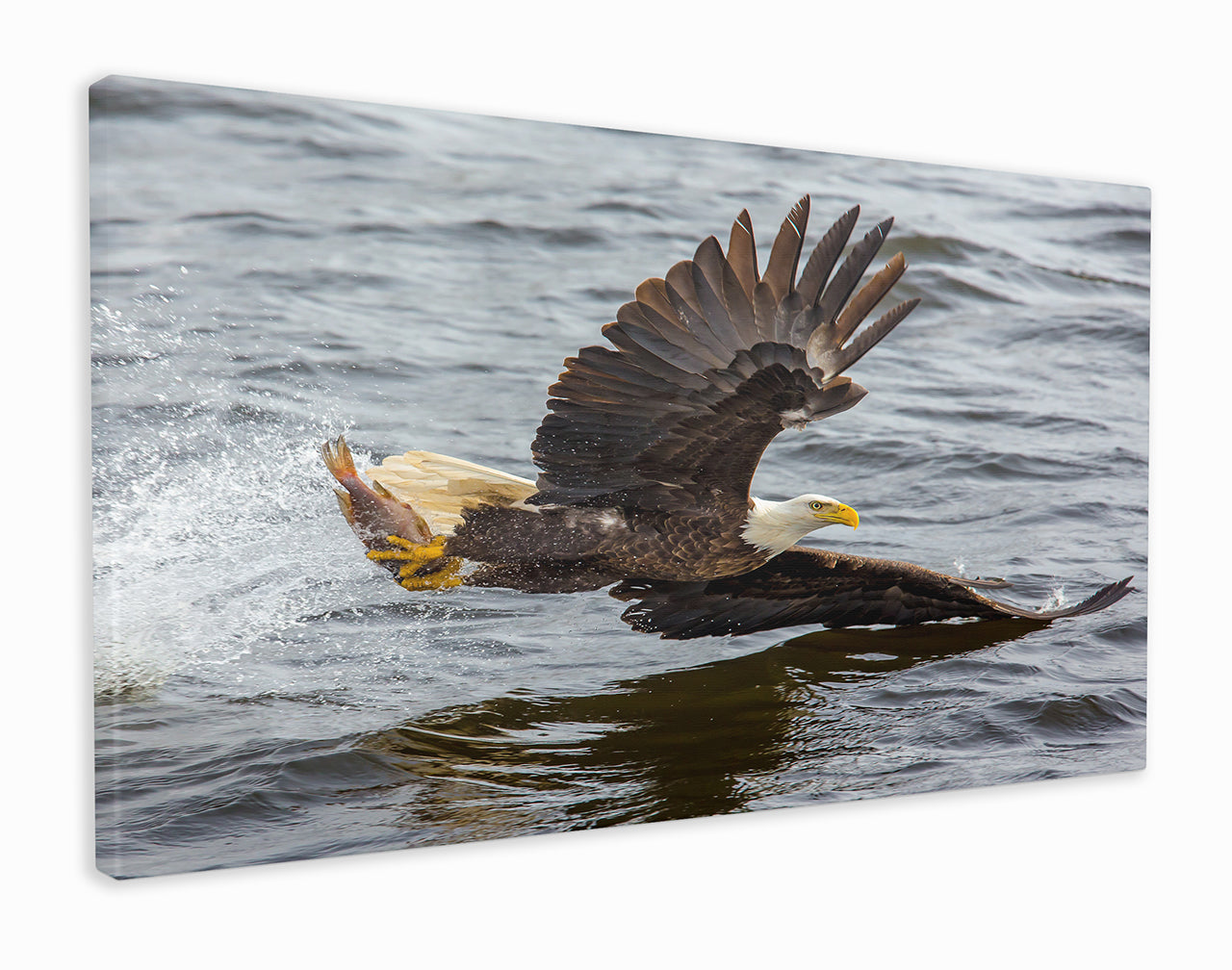 Bald eagle hunting