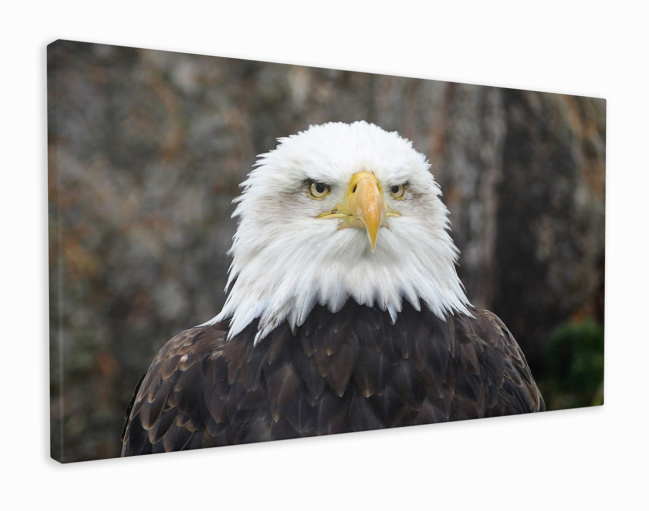 Bald eagle close-up