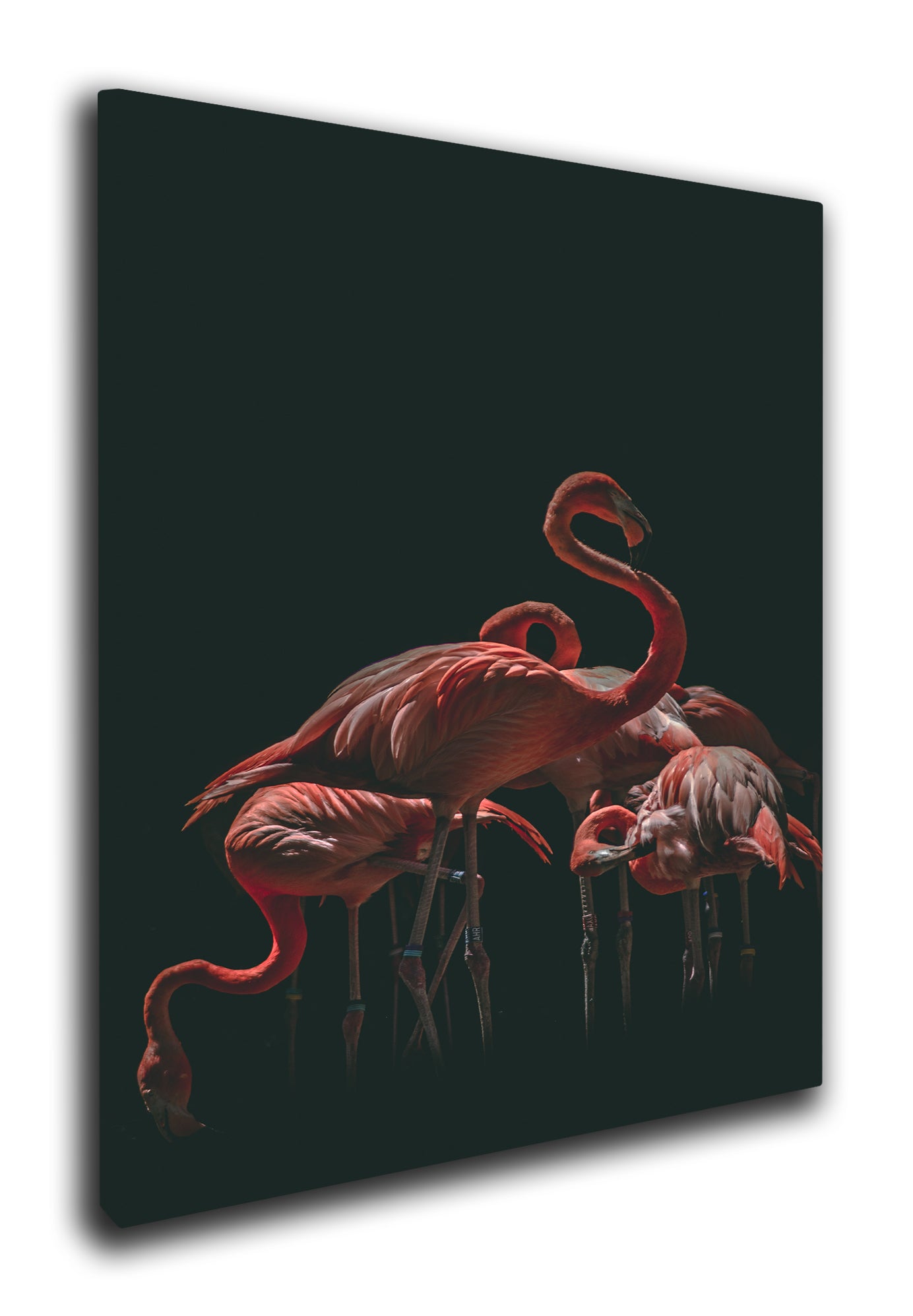 Flamingos