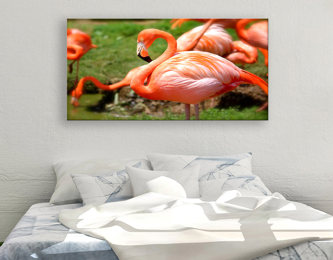 Flamingo close-up