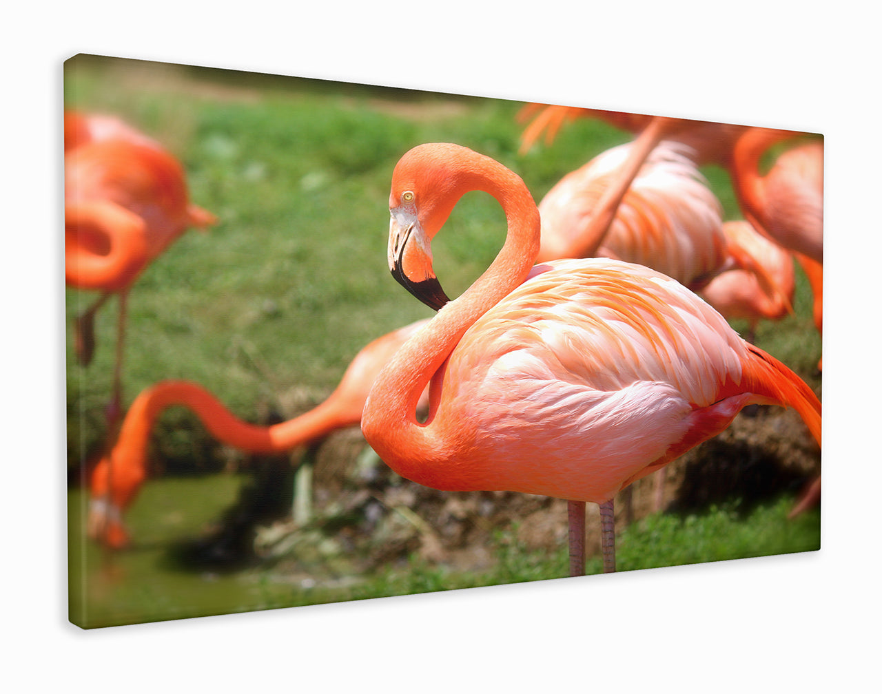 Flamingo close-up