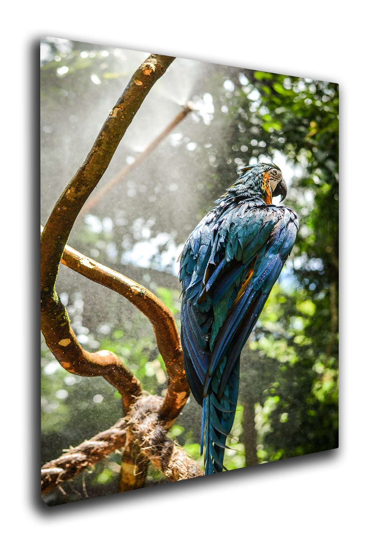 Blue Parrot