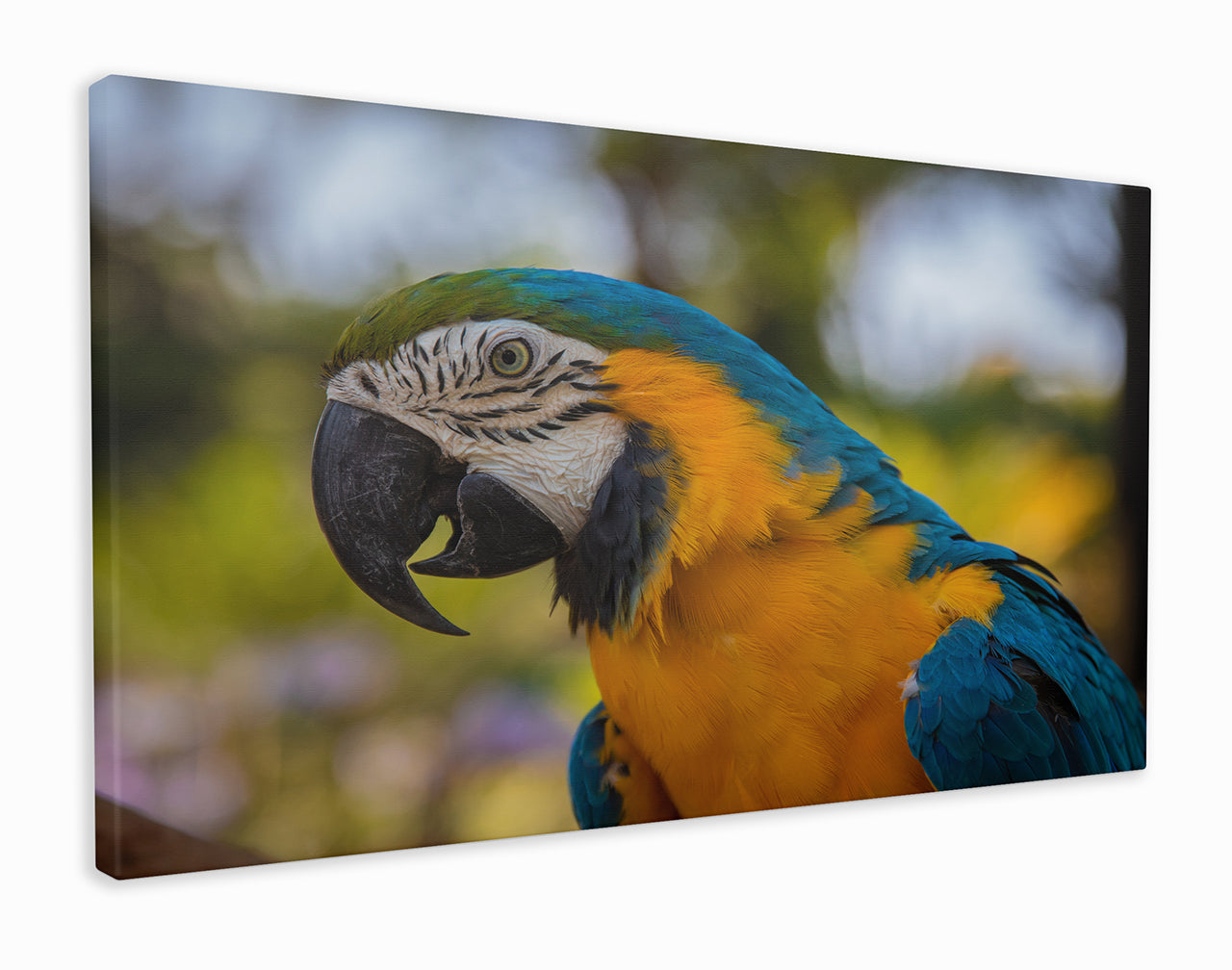 Parrot close-up