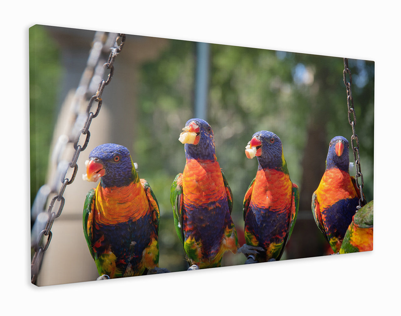 Group of parrots