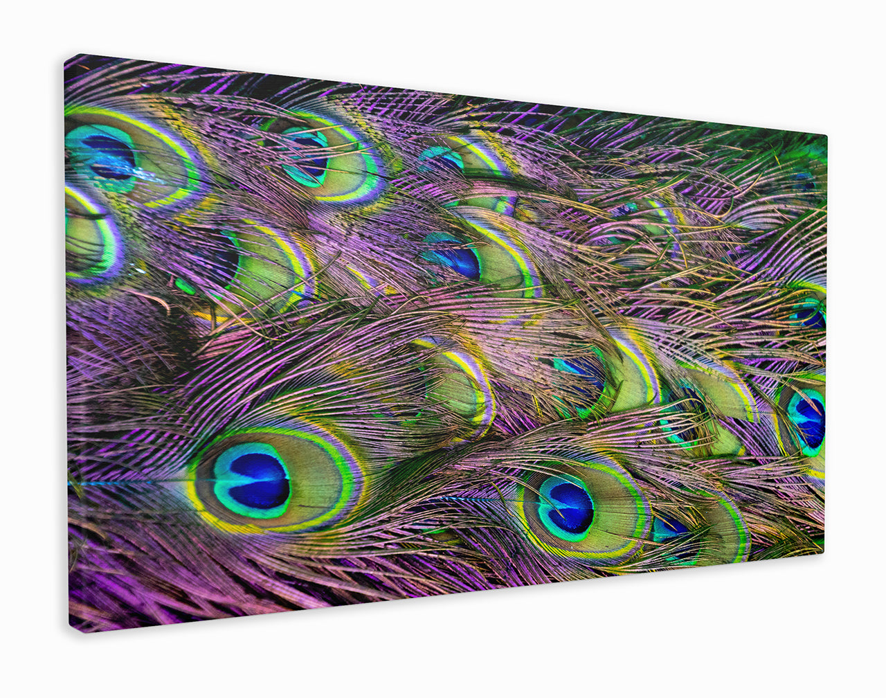 Peacock Wings