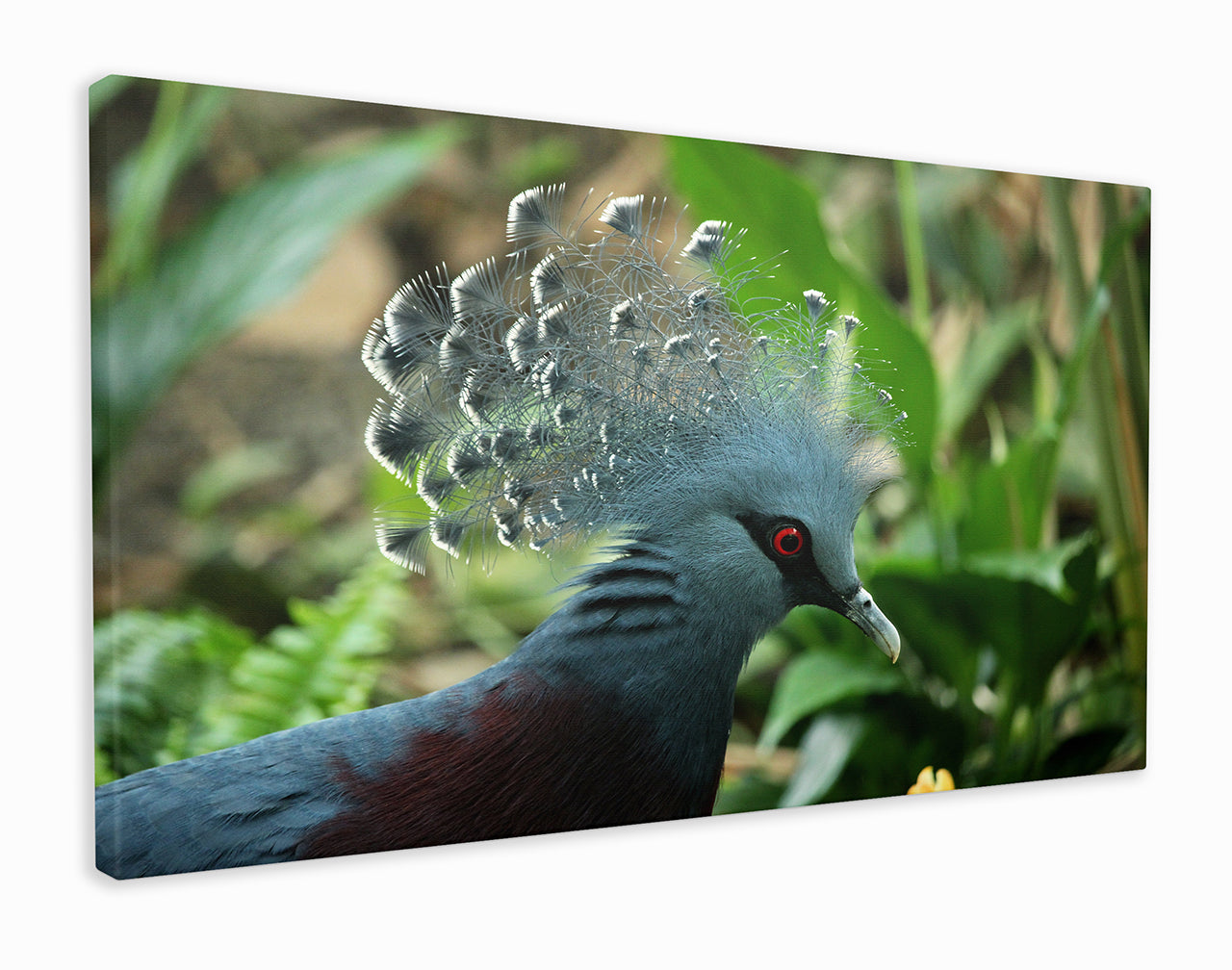 Peacock close-up