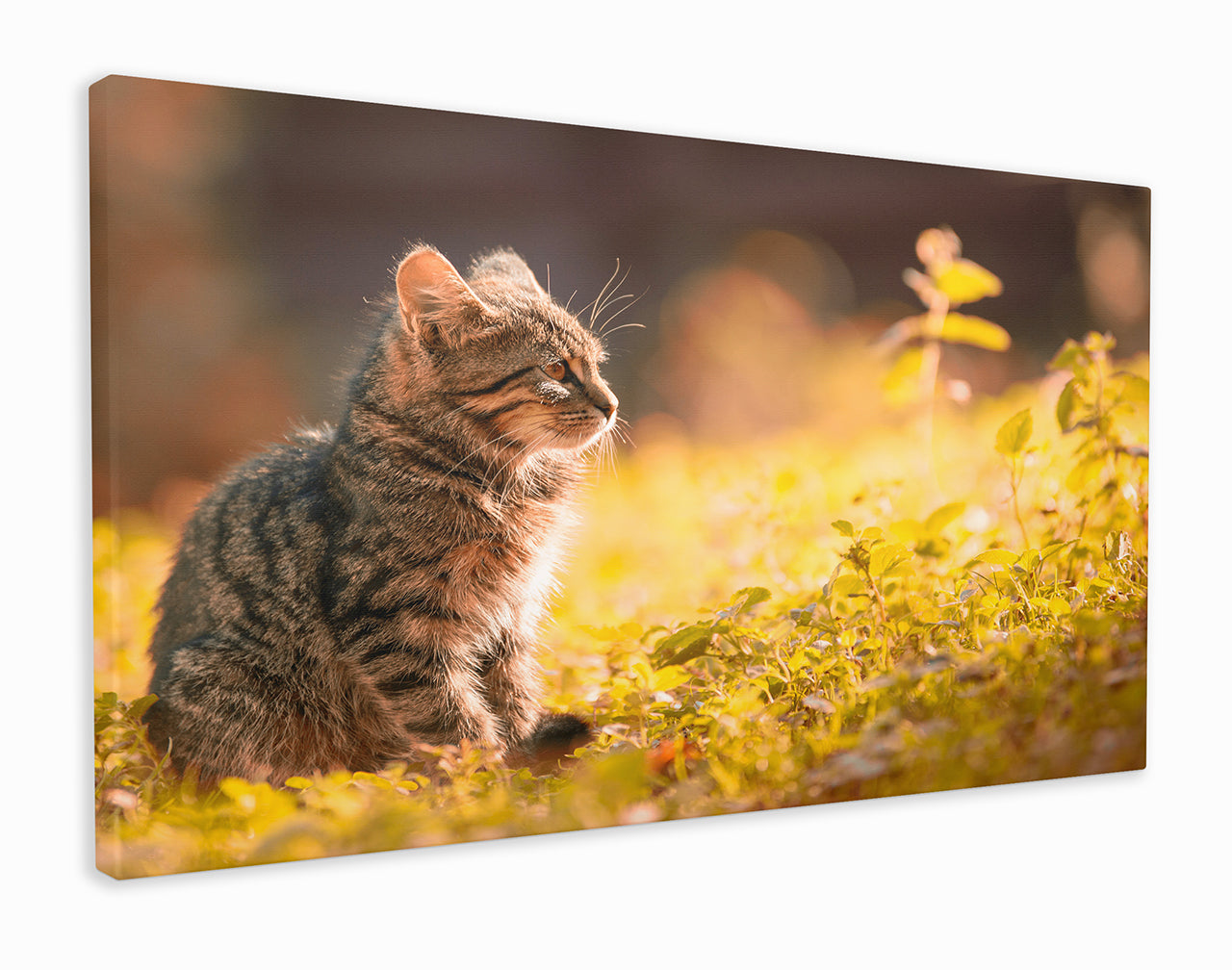 Kitten in garden