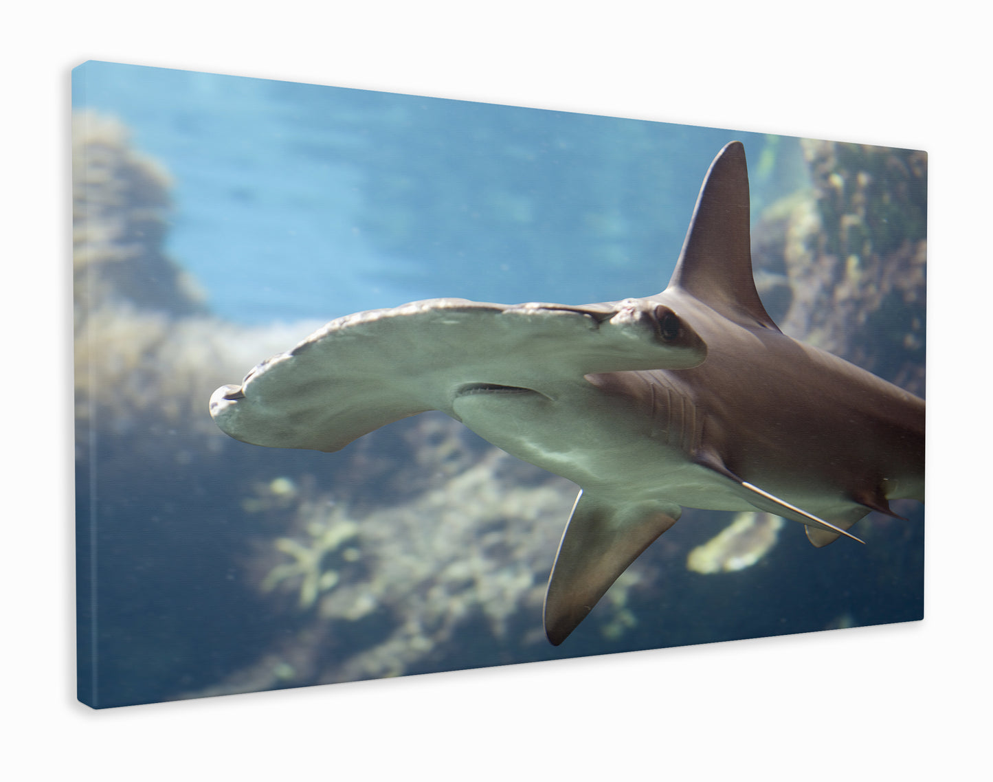 Hammer head shark