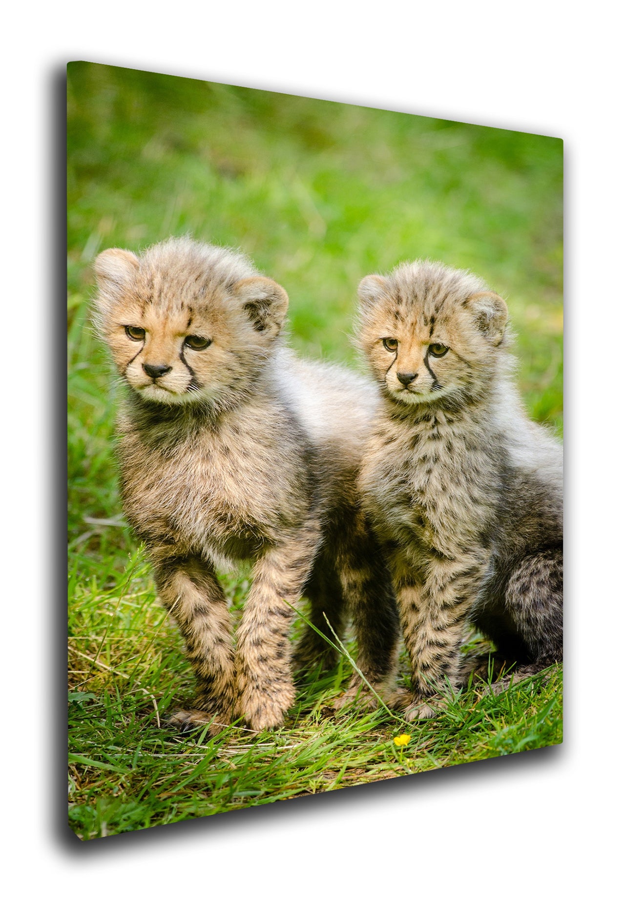 Cheetah cubs