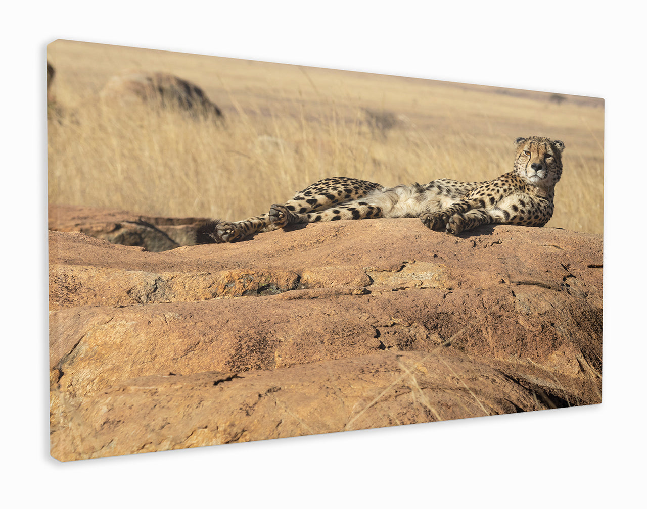 Cheetah resting