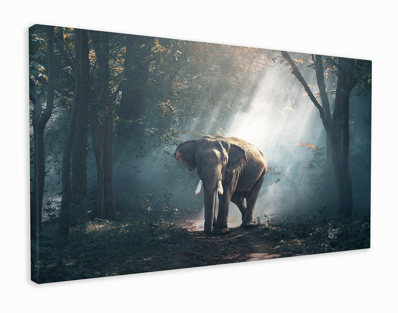 Elephant in jungle