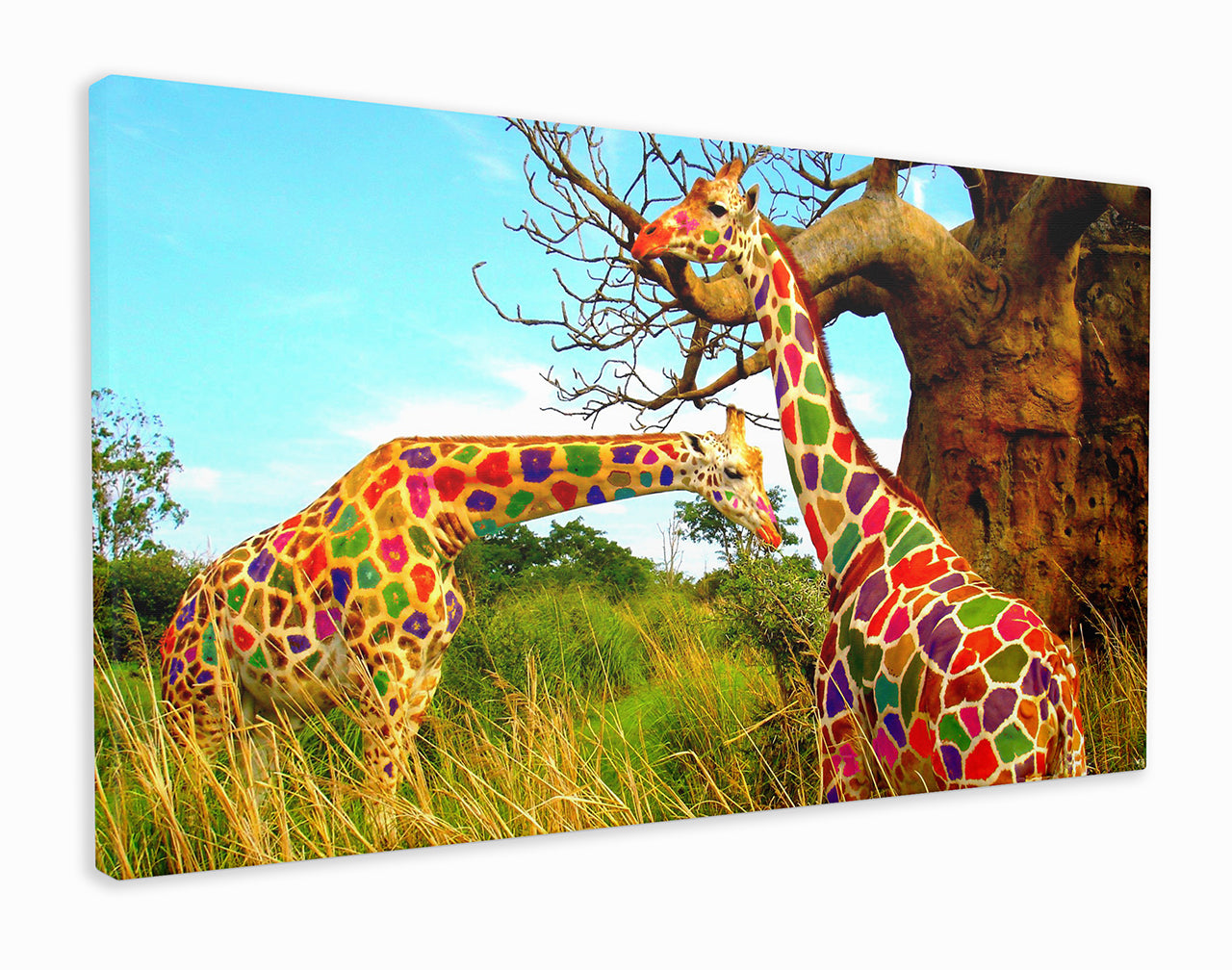 Colourful giraffes