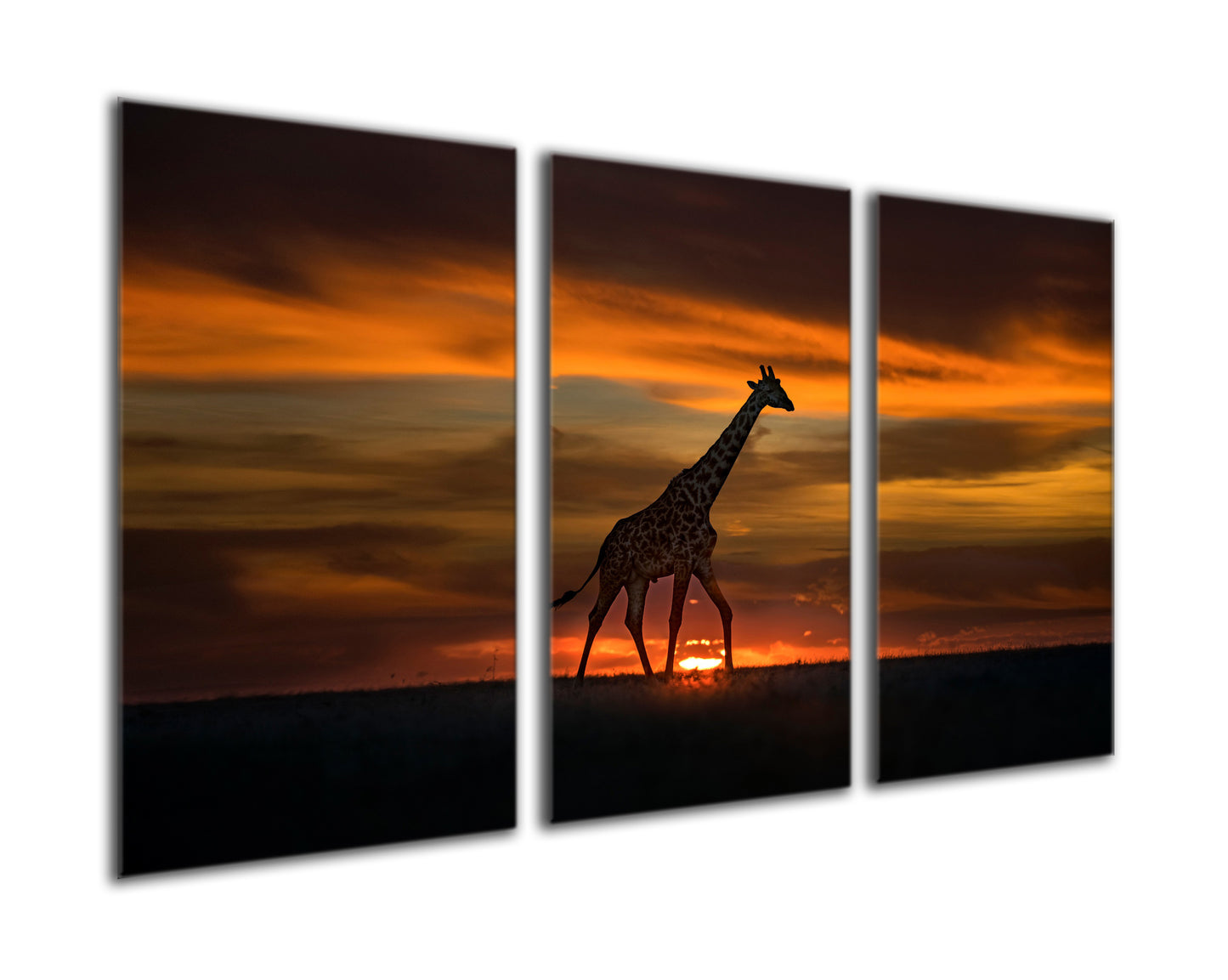 Giraffe in Sunrise