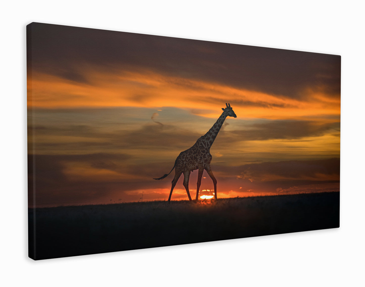 Giraffe in Sunrise