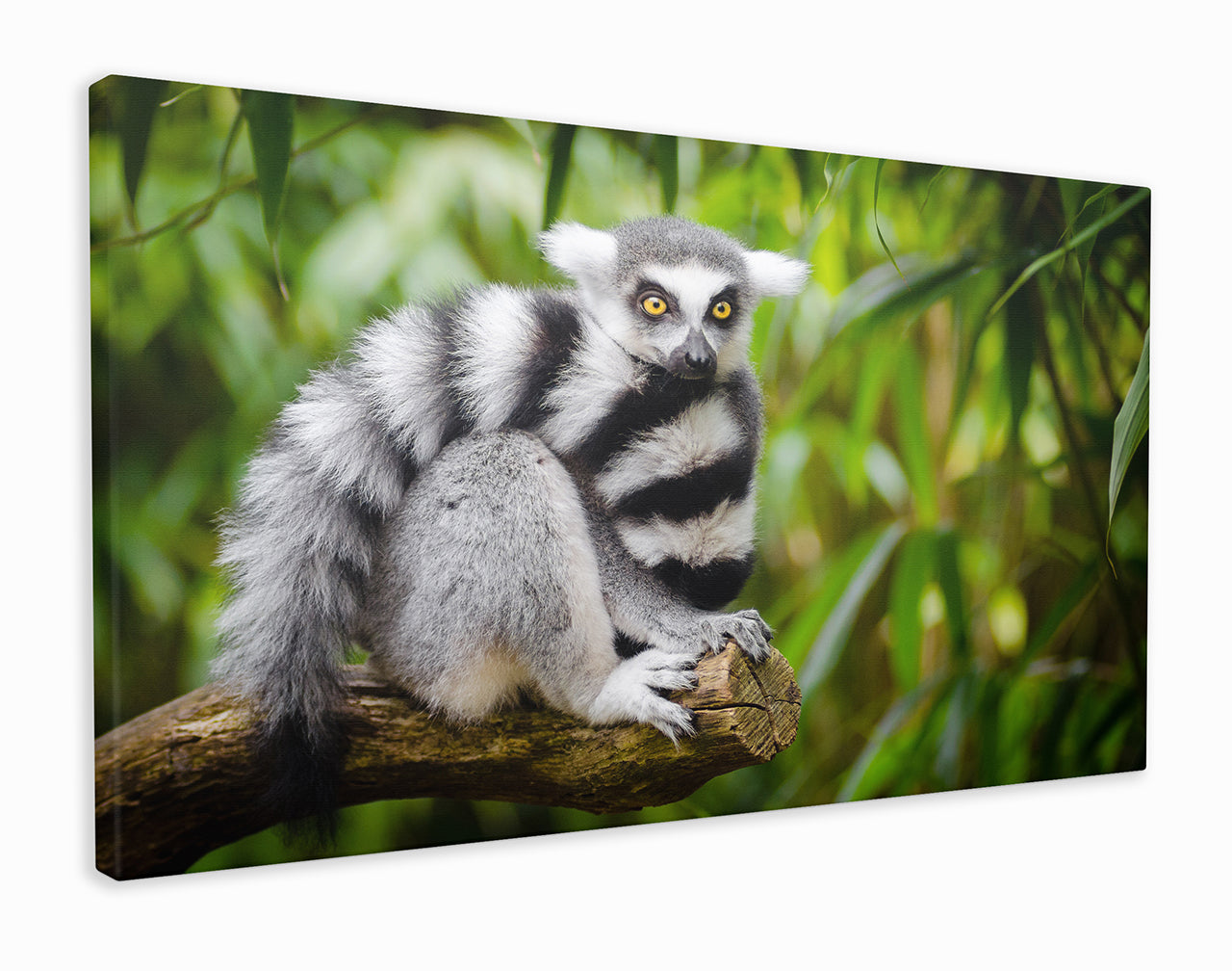 Lemur in tree branch