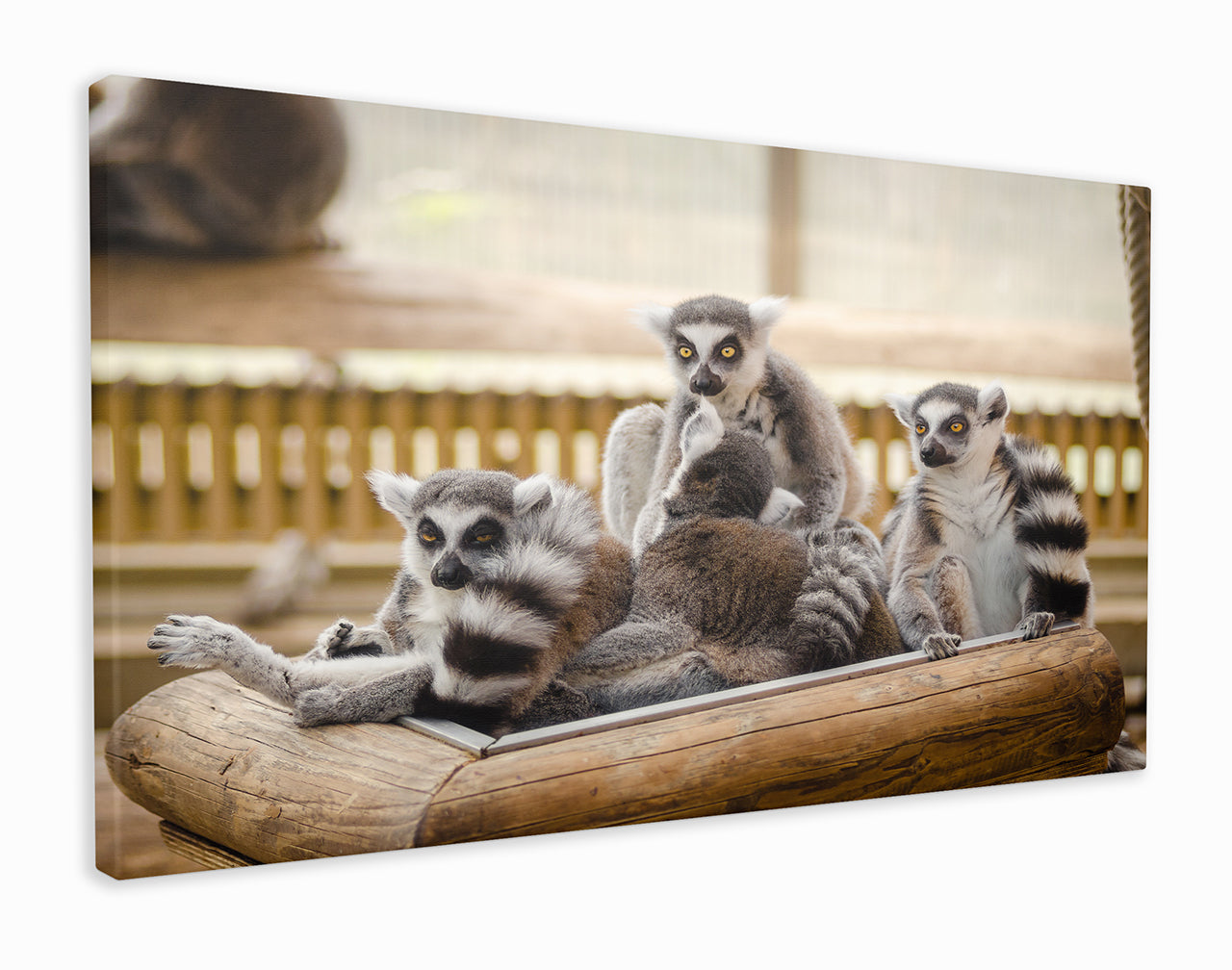 Group of lemurs