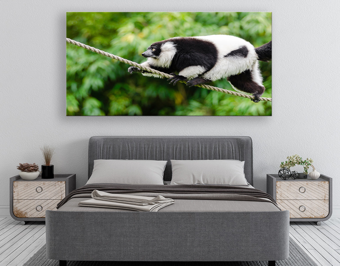 Lemur on a rope