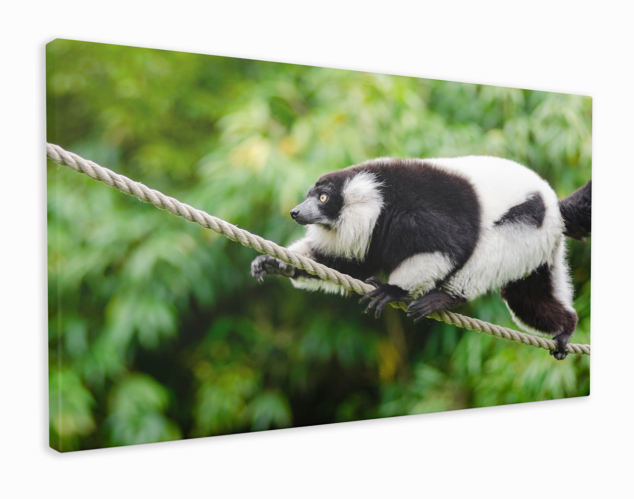 Lemur on a rope