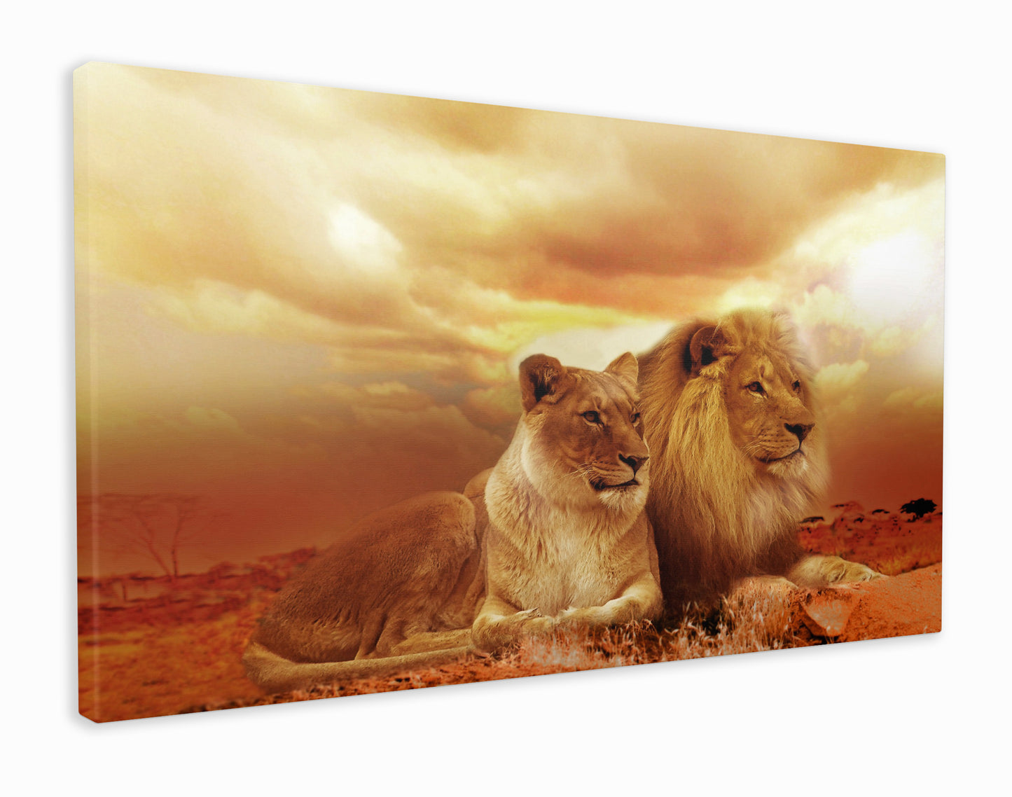 Lion and Lioness in Desert