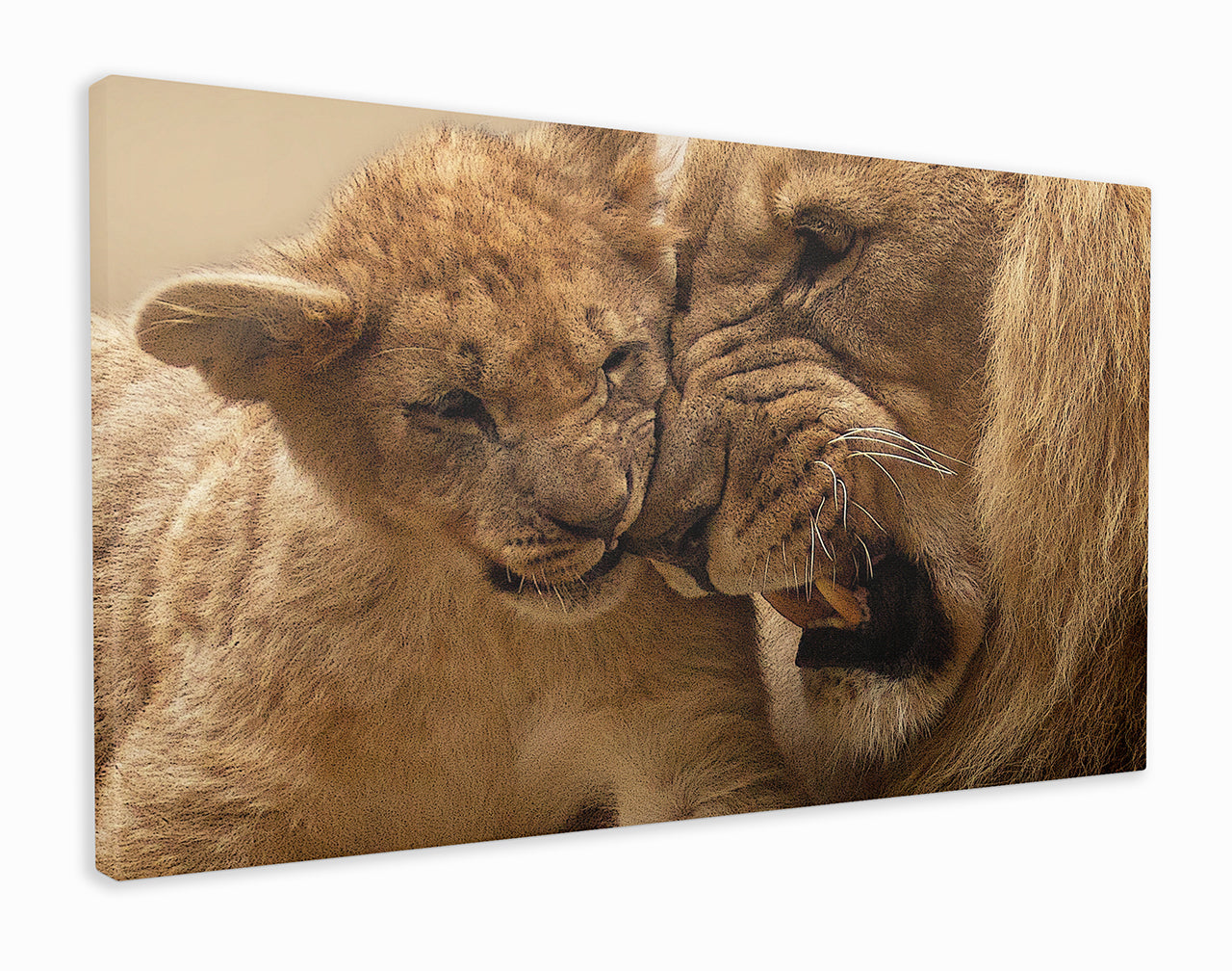 Lion and lion cub