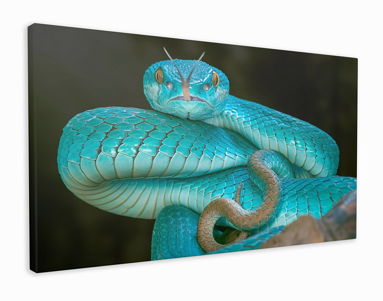 Insular pit viper