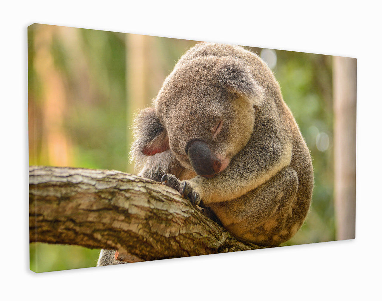 Koala sleeping