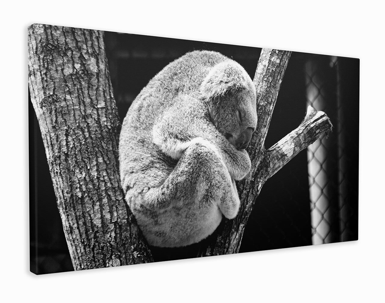 Lone koala sleeping