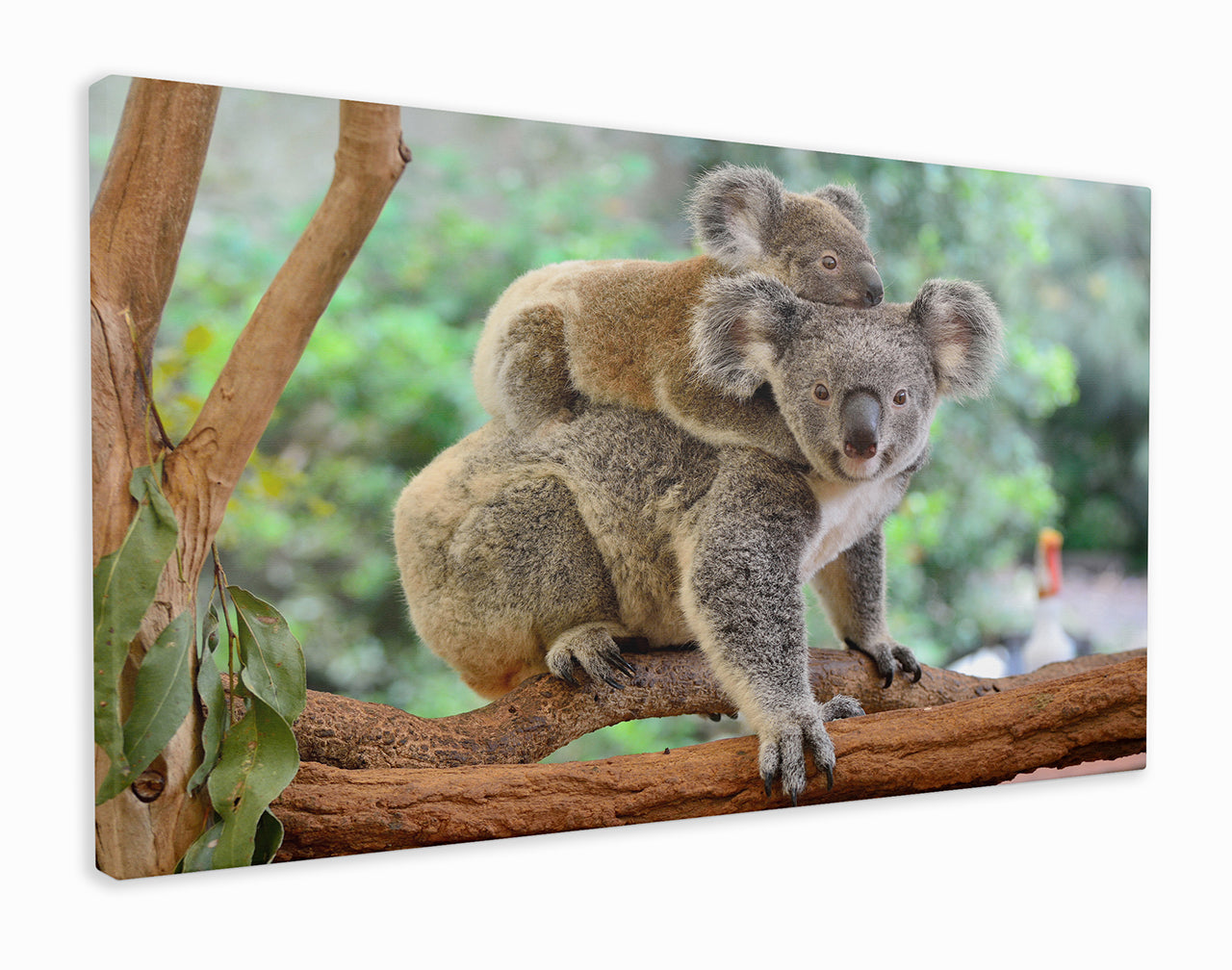 Mother koala and kid